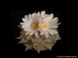 Ariocarpus fufuraceus 1430
